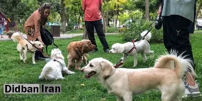 سگگردانی در این شهر ممنوع شد
