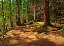 دستور به بازرس مازندران؛ با هرگونه قصور یا تقصیر احتمالی در آتش‌سوزی جنگل‌های هیرکانی برخورد شود