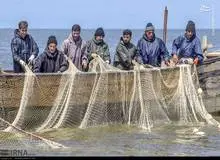 موافقت محیط زیست با صید «سنتی» میگو و مخالفت با «ترال»