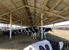 شیوع گسترده تب برفکی در میان دام‌ها/ آیا به انسان هم منتقل می‌شود؟