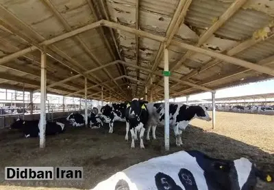 شیوع گسترده تب برفکی در میان دامها/ آیا به انسان هم منتقل میشود؟