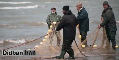 صید ماهی حلوا سفید در آب‌های شمال غرب خلیج فارس آزاد شد