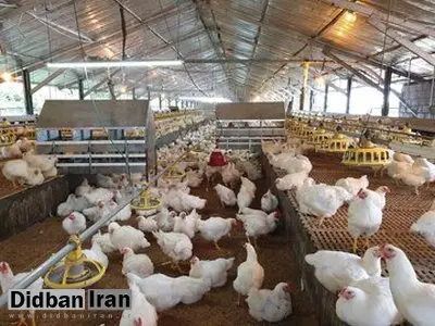 واکنش مرغداران به شایعه «مرغ تریاکی»: استفاده از مواد مخدر در خوراک طیور غیرممکن و زیان‌آور است