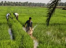 برخورد قضایی با کشت پرمصرف در شرایط کمبود آب در خوزستان