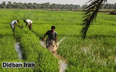برخورد قضایی با کشت پرمصرف در شرایط کمبود آب در خوزستان