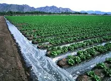 رئیس کمیسیون عمران مجلس: ۸۰ تا ۹۰ درصد آب کشور در حوزه کشاورزی مصرف می‌شود