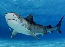 تولید دارویی جدید از خون کوسه
