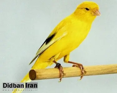 معاوضه یک جفت قناری با ۴.۵ کیلوگرم طلا/ گردش مالی قناری‌فروشی به اندازه حقوق ماهانه ۵ هزار کارمند؟