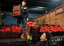 عوارض صادراتی گوجه فرنگی تمدید شد 