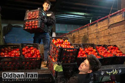 عوارض صادراتی گوجه فرنگی تمدید شد