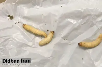 پژوهش جدید: کرمهای «پلاستیکخوار» میتوانند کیسه پلاستیکی را در ۲۴ ساعت بخورند