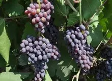 وجود ضعف جدی در بسته‌بندی محصولات انگور