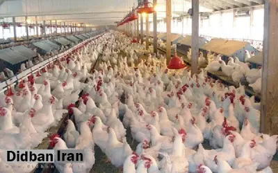 دامپزشکی: ۸۵۰۰ قطعه مرغ به دلیل قطع ناگهانی برق در گناباد تلف شدند