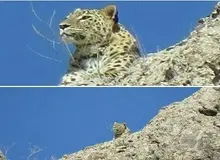 دیده شدن پلنگ در ارتفاعات البرز/عکس