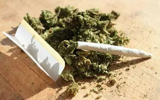 افزایش قدرت تخریب گل با دستکاری فرم‌های ژنتیکی آن/ «گل» حتی از «حشیش» هم ویران‌کننده‌تر است