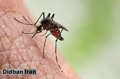 شناسایی ۱۷ مورد بیمار مبتلا به تب دنگی در کشور