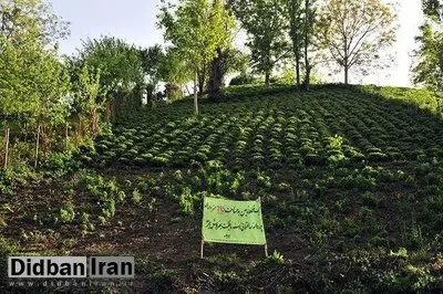 واردات ۷۵ درصد چای ایران  / ۴۰ درصد باغ‌های چای، ویلا شدند