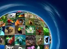 ۵۰ هزار گونه زیستی شناسایی شده در جهان متعلق به ایران است
