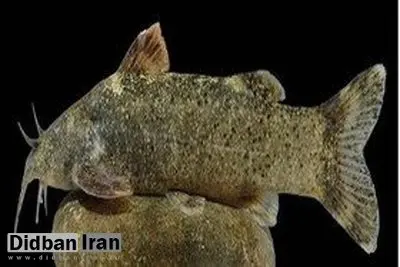 یک گونه ماهی به نام "علی دایی" ثبت جهانی شد+ عکس
