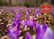 نکاتی خواندنی از سراسر دنیا درباره زعفران