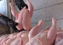 واکنش سازمان دامپزشکی به خبر مرغ‌های تریاکی