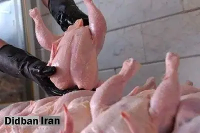 واکنش سازمان دامپزشکی به خبر مرغ‌های تریاکی