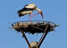 روستایی که سهم لک‌لک‌ها شد
