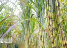 فرماندار شوش: عملیات اورهال نیشکر هفت‌تپه رو به اتمام است/ کارخانه بزودی آغاز به کار می‌کند