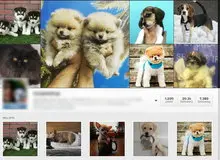  باغ وحش ها توله شیر را ١٥٠ میلیون و یوزپلنگ  را ۲۰۰میلیون تومان به پولدارها می فروشند+جدول قیمت 