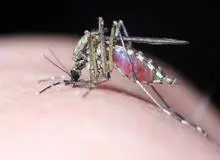 ثبت وجود یک پشه خطرناک در ۶ استان 