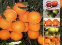 یک مسئول:مرکبات امسال با تولید ٥ میلیون تن تامین است/ فرسایش خاک در ایران بالاتر از میانگین جهانی