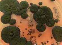 موجودی عجیب که خوراکش رادیواکتیو است! / هیولای چرنوبیل