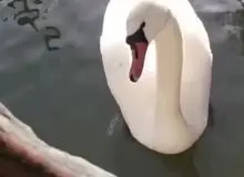 ببینید | کشف باغ وحش خانگی عجیب در اصفهان