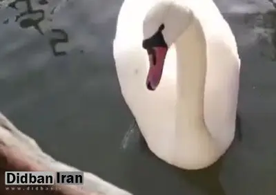 ببینید | کشف باغ وحش خانگی عجیب در اصفهان