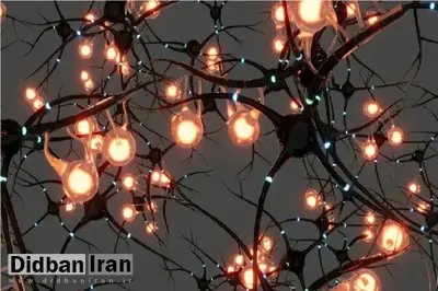 ابداع نورون جدید آزمایشگاهی که تنها با ۰.۱ ولت برق کار می‌کند
