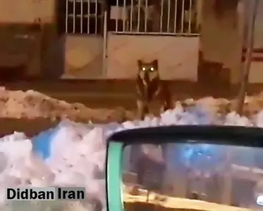 مشاهده گرگ در محله سوهانک تهران/ پس از  سگ های ولگرد، گرگ ها هم به نزدیکی پایتخت رسیدند