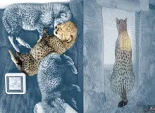 شنبه هفته گذشته شیر مخصوص توله یوزها از آمریکا رسید اما تازه دیروز این شیر را به توله‌ها داده اند / باروری یوزپلنگ ۲ سال زمان برد و با مرگ ۲توله به پایان رسید / محیط زیست به ما اجازه صحبت کردن نداد
