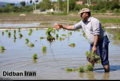 نشاء سنتی برنج در مازندران+ تصاویر
