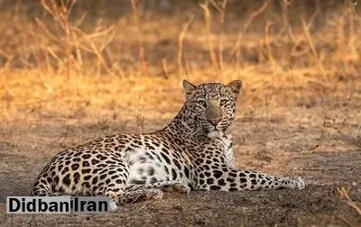 راز شکلگیری خالهای پلنگ فاش شد