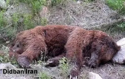 کشته شدن یک قلاده «خرس قهوهای» در فیروزکوه