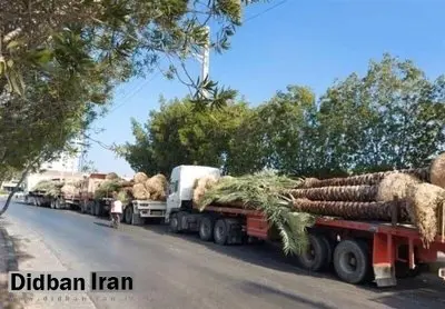 «قطــر» نخل های ایرانی را برای مسابقات جام جهانی فوتبال می خرد/ قیمت هر نخل ۱ میلیون و ۵۰۰ تا ۳ میلیون و ۵۰۰