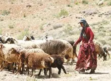 خشکیدن ٤٠ درصد رودخانه‌ها و چشمه های عشایری تقاضای یکجانشینی عشایر را بالا برد/ قهر آب با عشایر 