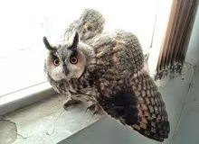 تعطیلی ساخت و ساز برای نگهداری از جوجه جغدها!
