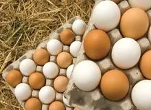 هر شانه تخم مرغ را گرانتر از 12.500 تومان نخرید