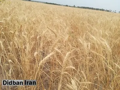 قیمت خرید تضمینی گندم و کاهش قیمت‌ کودهای پایه