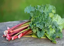 ۴ خاصیت ریواس برای سلامت بدن 