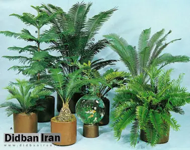 کاج های تزیینی 100میلیون تومانی قرار بود ویلای چه کسانی را در رامسر خوشگل کند؟