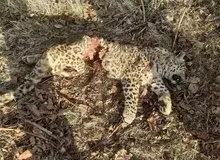 کشف لاشه یک قلاده پلنگ نر در فیروزکوه
