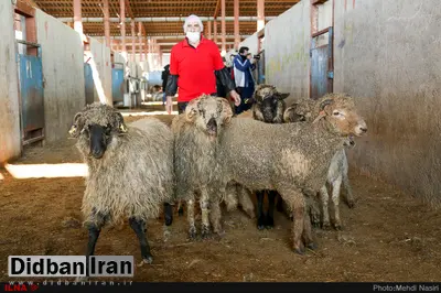 گوسفندان رومانیایی در تهران
