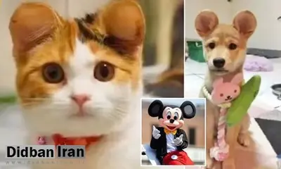 رواج عمل‌های زیبایی حیوانات خانگی برای داشتن گوش‌های میکی ماوسی